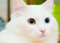 Gambar Kucing Anggora Lucu Dan Imut