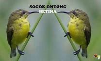 Suara Sogon Betina